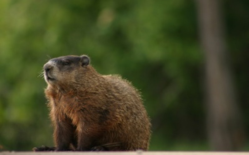 Of Groundhogs and Critters